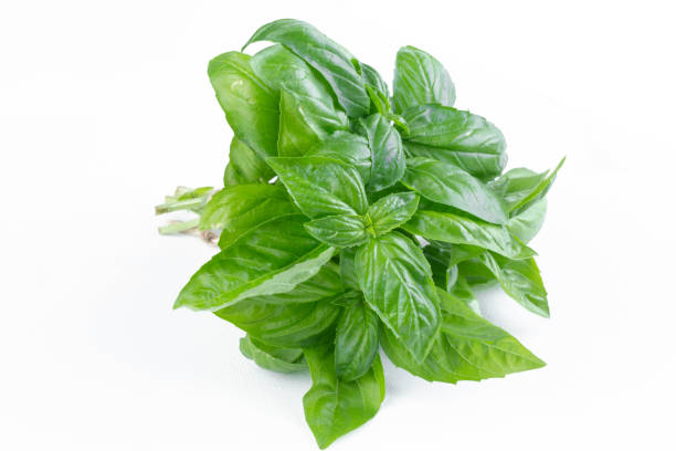 istock Bunch of thyme 1369613860