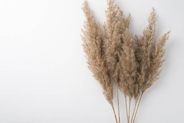 Top view photo of reed flowers on isolated white background with copyspace Top view photo of reed flowers on isolated white background with copyspace panicle stock pictures, royalty-free photos & images