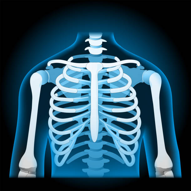 인간의 흉곽. 엑스레이 블루 사실적인 몸통. - human lung x ray image x ray human spine stock illustrations