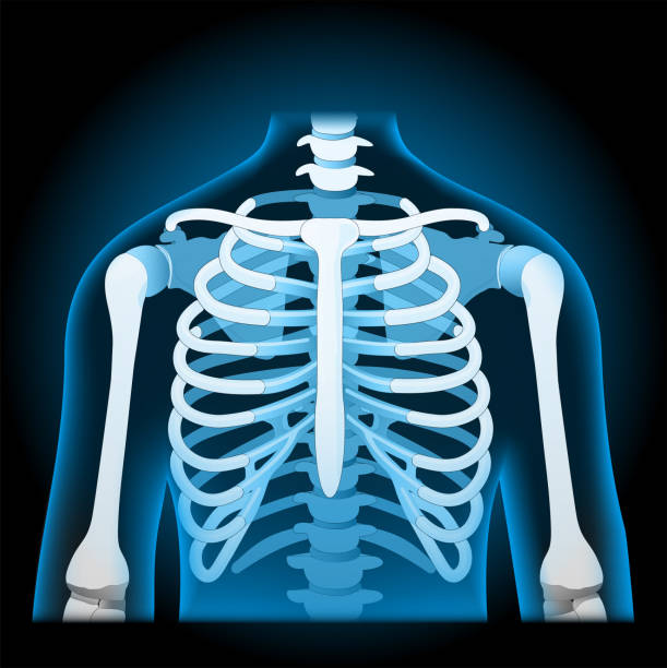 ludzka klatka piersiowa. rentgenowski niebieski realistyczny tułów. - human vertebra obrazy stock illustrations