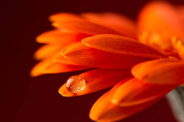 istock Orange flower petals  with water drop close up over red background. 1369616355