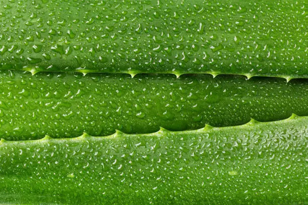 Photo of Aloe vera leaf closeup. Aloe vera green leaves background.
