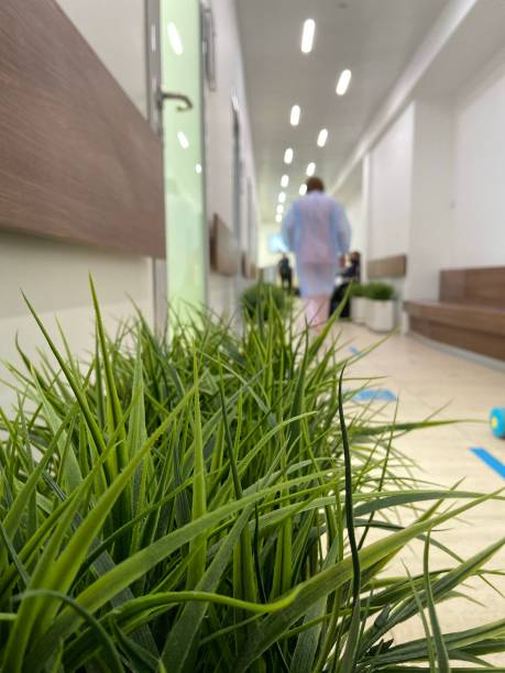 vestíbulo del hospital con plantas verdes y un trabajador médico en bata de baño - scrub brush fotos fotografías e imágenes de stock
