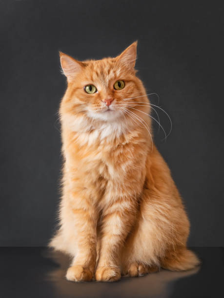 Puzzled ginger cat with questioning expression on face posing on black background. stock photo