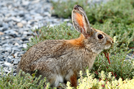 Cottontail Rabbit.