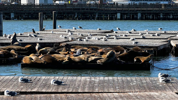 istock Stock footage of San Francisco, CA 1369623215