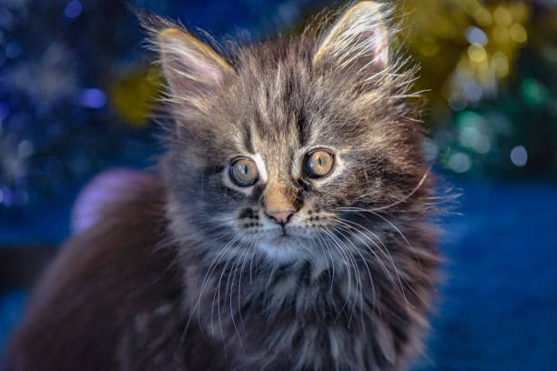 Portrait of a Maine Coon kitten marbled color stock photo