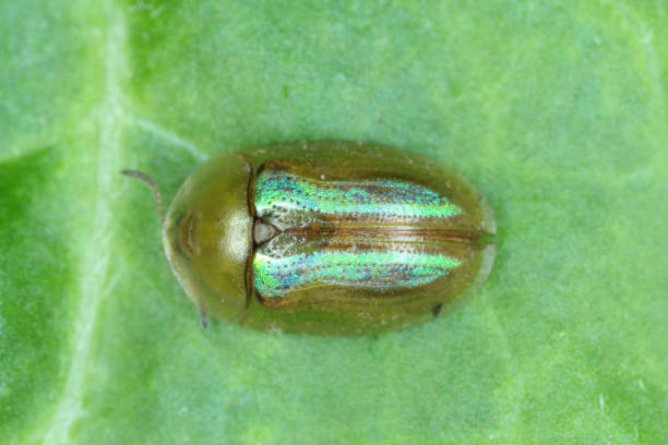 Cassida vittata is a green-coloured beetle from the leaf beetle family. The larvae of this insect can damage beetroot crops. Cassida vittata is a green-coloured beetle from the leaf beetle family. The larvae of this insect can damage beetroot crops. cassida viridis stock pictures, royalty-free photos & images