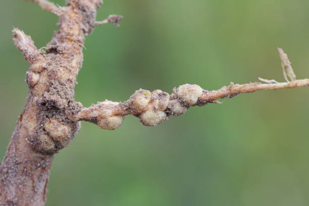 istock Nodules of lupine roots. Atmospheric nitrogen-fixing bacteria live inside. 1369623404