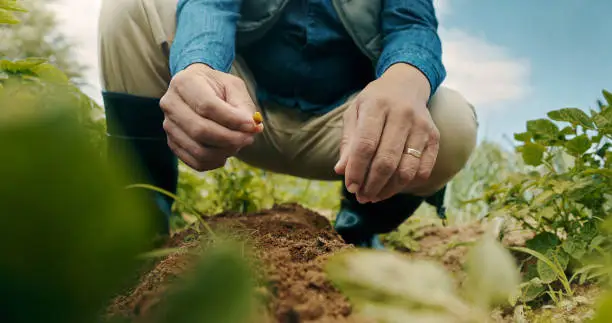 Photo of Closeup shot of an unrecognisable man planting a seed while working on a farm