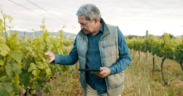 istock Shot of a senior man using a digital tablet while inspecting crops on a farm 1369625798