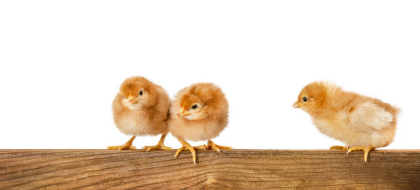 istock Three isolated chickens on a wooden board 1369625926
