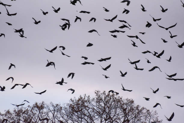istock A huge flock of crows fly in the winter sky 1369625966