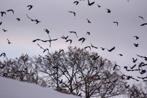 istock A huge flock of crows fly in the winter sky 1369625967