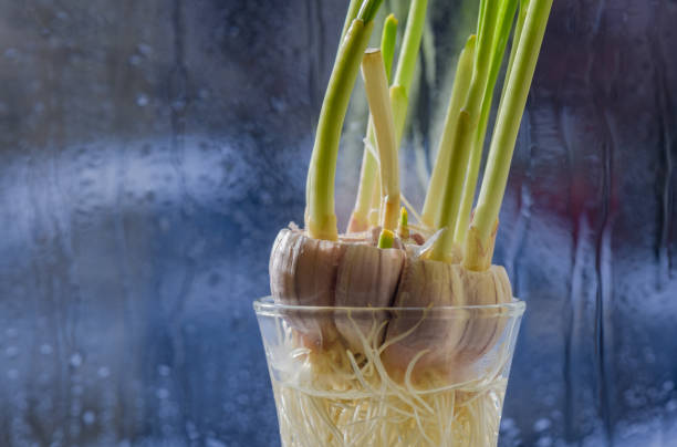 Growing garlic indoors in winter