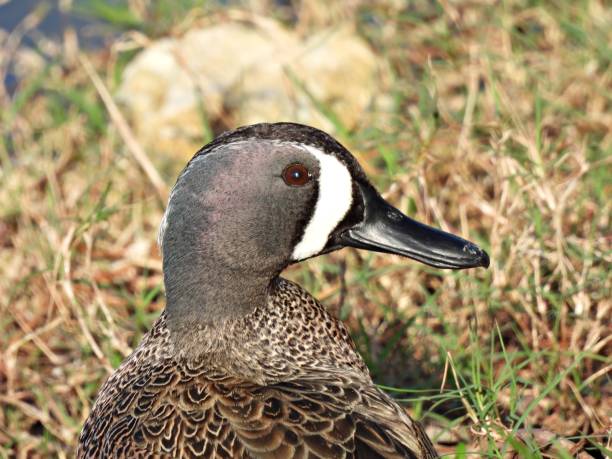 istock Blue-winged Teal Duck (Anas discors) male, portrait 1369626883