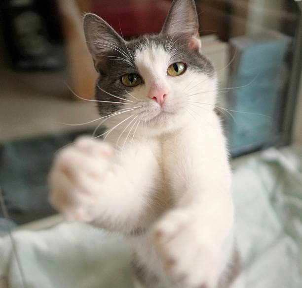 istock Cat reaching out to play with human 1369628004