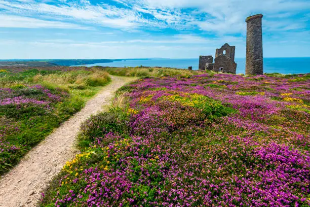 Photo of Wheal Coates tin mine with colorful flowers and heather in the foreground,Cornwall,England,UK.