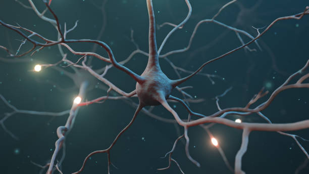 istock Neuron signal transfer from low to high activity 3D rendered 1369628957