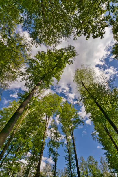 istock a great view up into the trees direction sky 1369629017