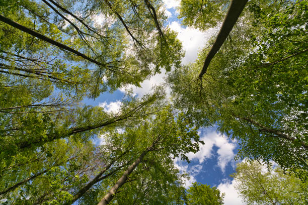 a great view up into the trees direction sky, sunstars