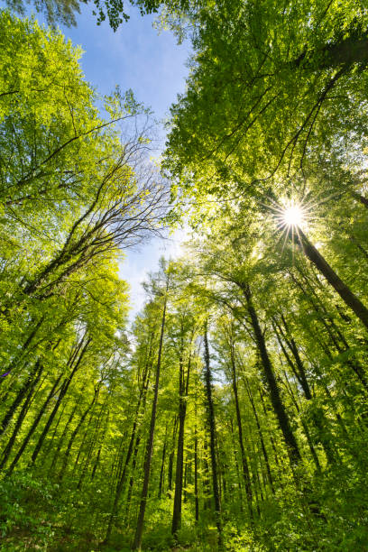 a great view up into the trees direction sky