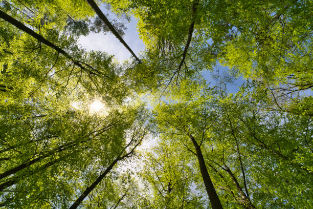 istock a great view up into the trees direction sky 1369629859