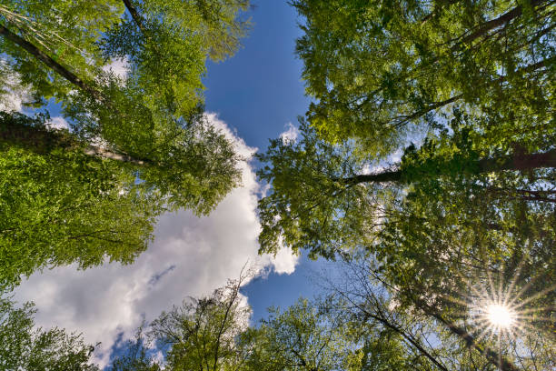 istock a great view up into the trees direction sky 1369629960