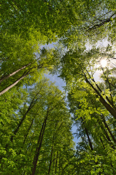 istock a great view up into the trees direction sky 1369629980