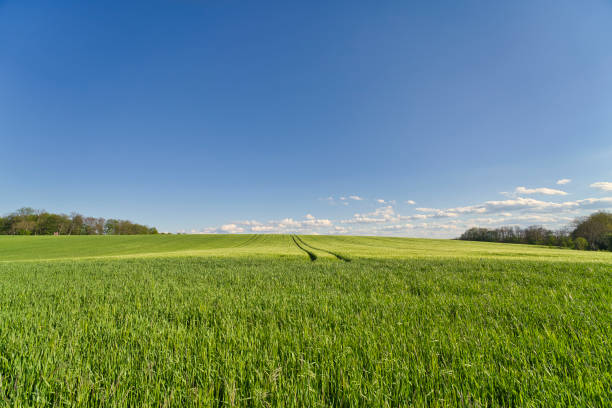 A Beautiful sunset on wheat field and blue sky