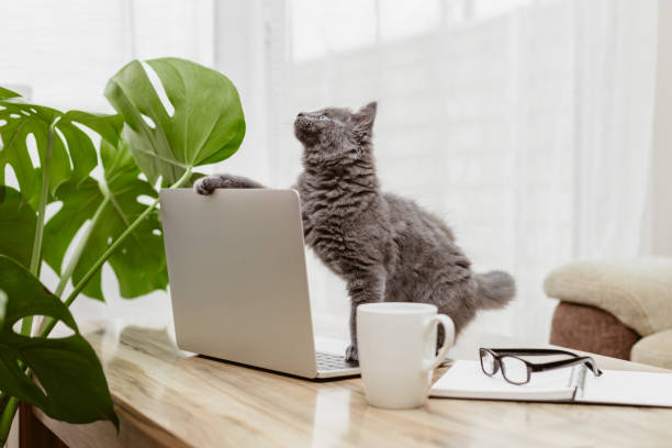 istock Charming gray kitten sits in front of a laptop and holds it with his paw. Remote work from home, internet communication and online shopping. Funny pets 1369631925