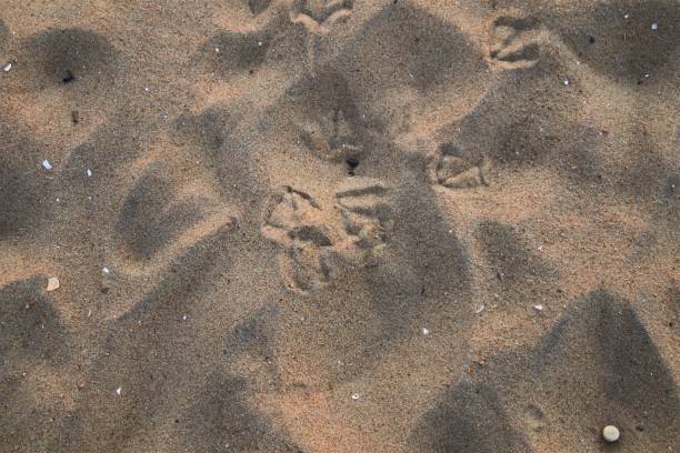 istock Bird Footprints in the Sand 1369632268
