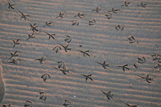 istock Bird Footprints in the Sand 1369632306