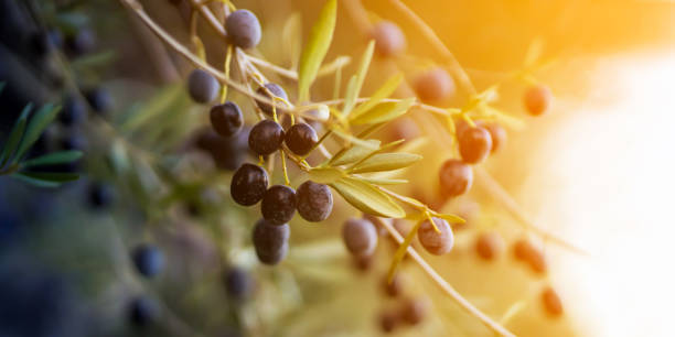 Branch with olives in the rays of the sun. Branches with juicy ripe black olives in the sun at sunset, olive tree plantation during harvest, close-up view from copy space. olive oil photos stock pictures, royalty-free photos & images