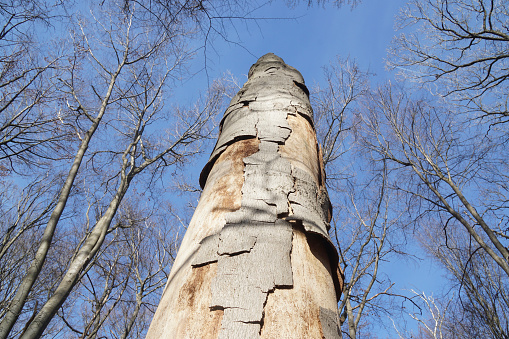 Tree trunk with green moss. Forest and wilderness.