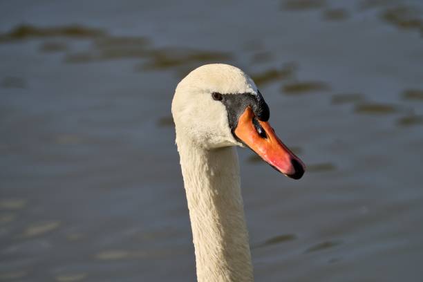 Cygnus smell