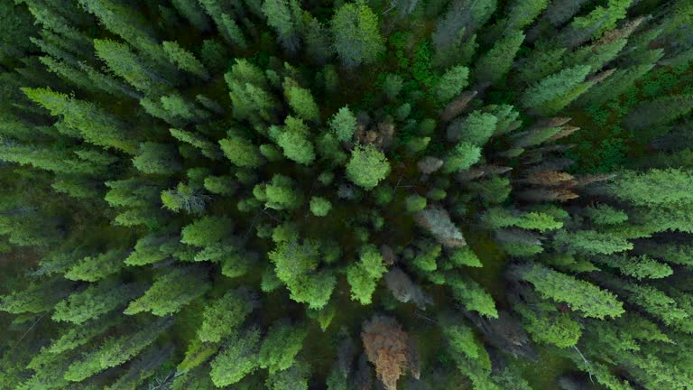 Top Down Aerial View of Lush Pine Tree Forest in Banff National Park During Summer in Alberta, Canada, Nature and Outdoors Concept Background