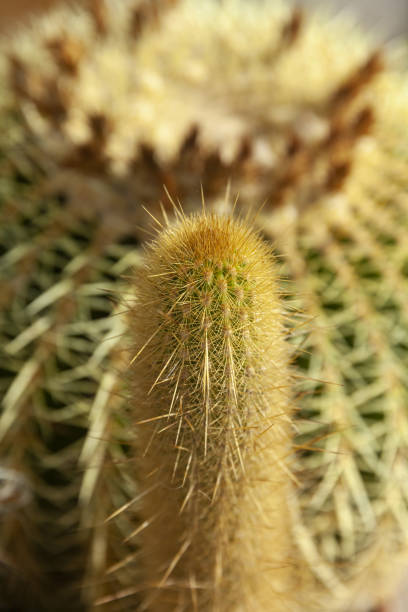 istock large green cactus, close up 1369638002