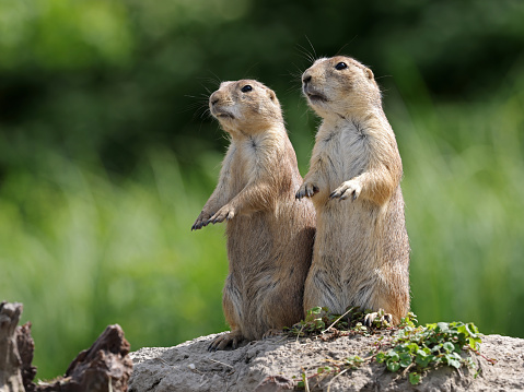 A prairie dog stands on its hind legs while another peers out of its burrow in the prairie in Badlands National Park, South Dakota.