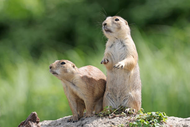 istock Prairie dogs, genus Cynomys outdoors in nature 1369638351