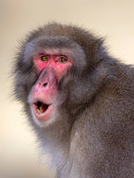 Japanese macaque, Macaca fuscata, red face monkey with opened mouth stock photo