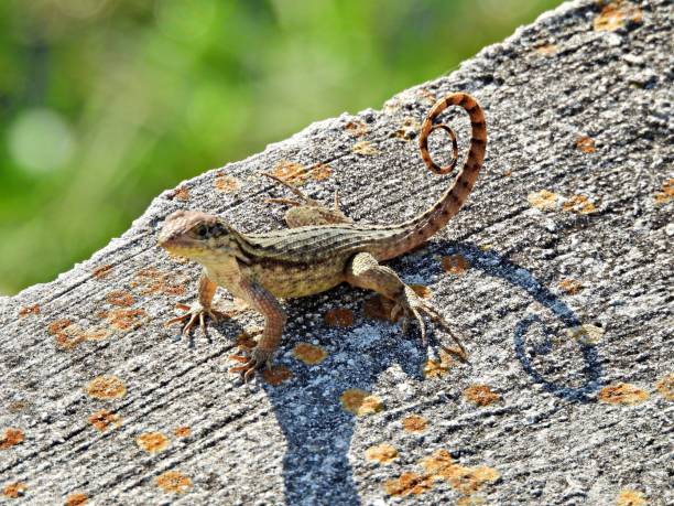 Curly-tailed Lizard (Leiocephalus carinatus) resting on a rock Curly-tailed Lizard - profile northern curly tailed lizard leiocephalus carinatus stock pictures, royalty-free photos & images