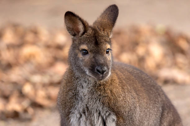 Closeup of a Wallaby (Macropus rufogriseus)