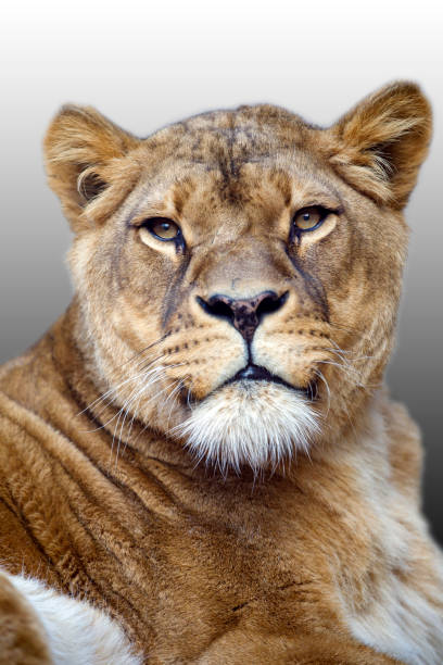 predator animal, Lioness, Panthera Leo