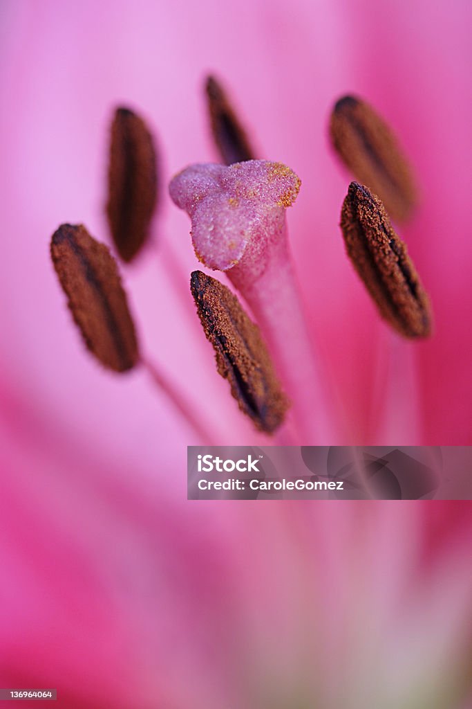 Passione rosa - Foto stock royalty-free di Astratto