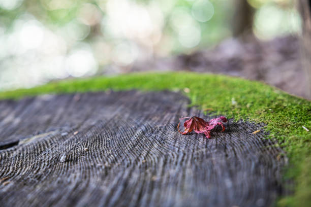 A single red leaf on a tree stump with a Bokeh forground and background and a ring of green moss.
