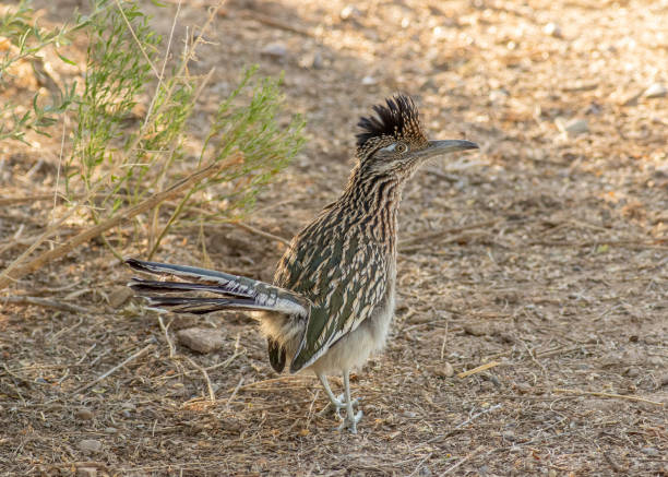 istock Greater Roadrunner walks the trail 1369641795