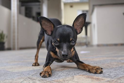 Portrait of a cute and playful Pinscher dog at home, looking at the camera.