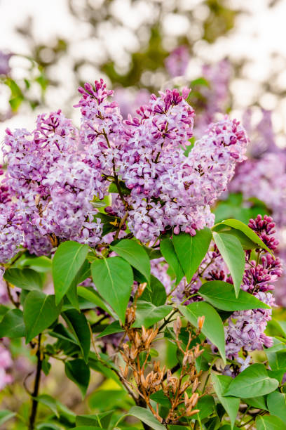 istock Purple and Green Lilac Bush Close Up 1369642465