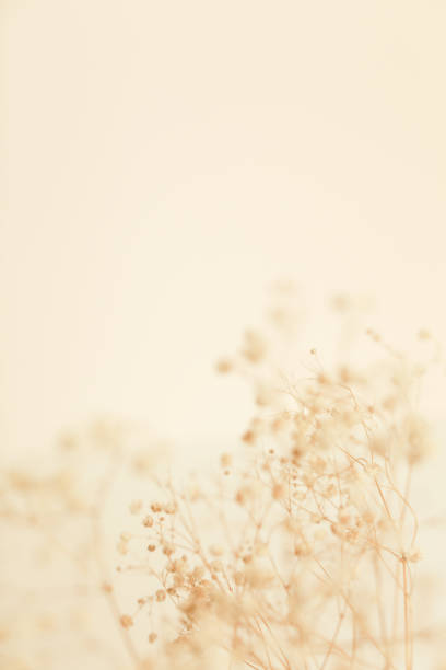 istock Dry flower branch, soft focus background 1369643734